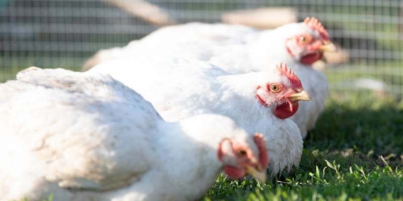 How Many Bags of Feed For 100 Broilers