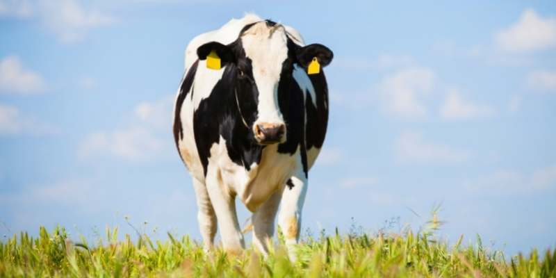 How Many Cows on 5 Acres