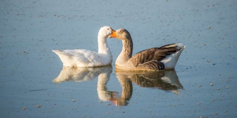 How Much Does a Goose Cost