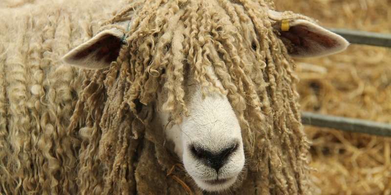 Leicester-Longwool