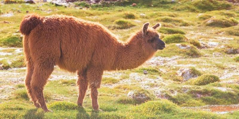 Medium-Llamas