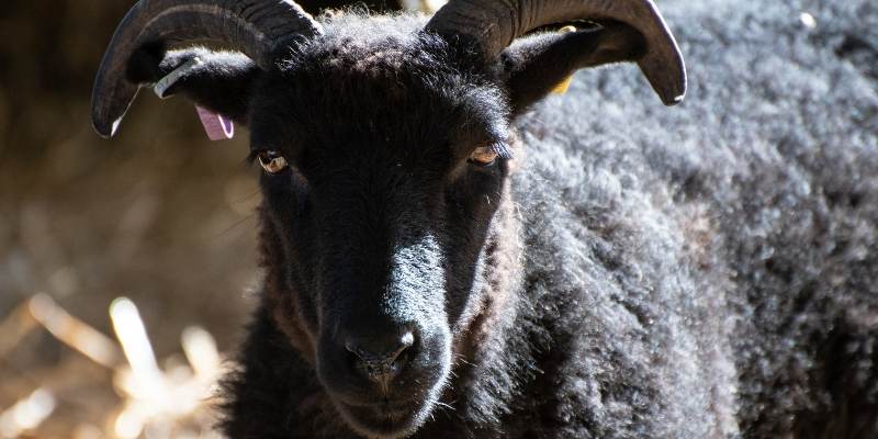 North-Ronaldsay-sheep
