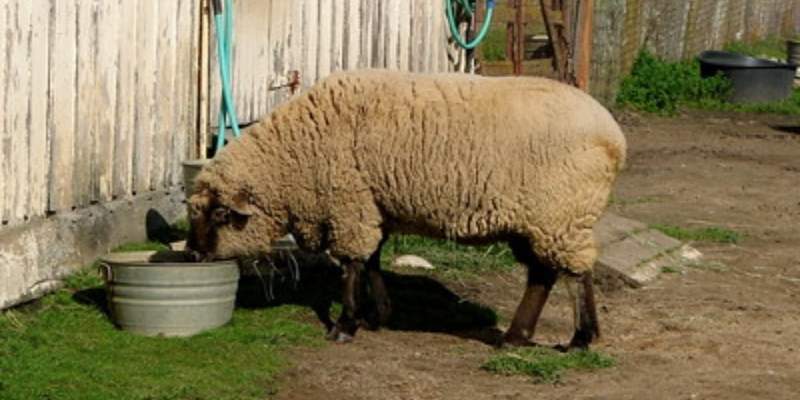 Santa-Cruz-sheep