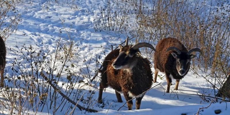 Soay-sheep