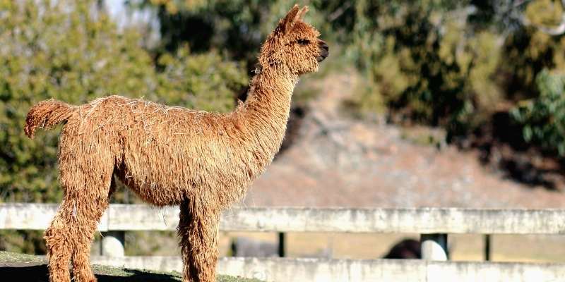 Suri-Llamas
