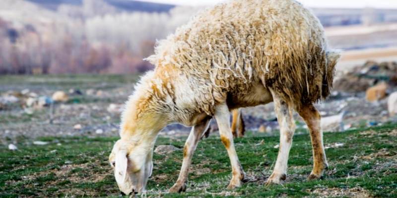Teeswater-sheep