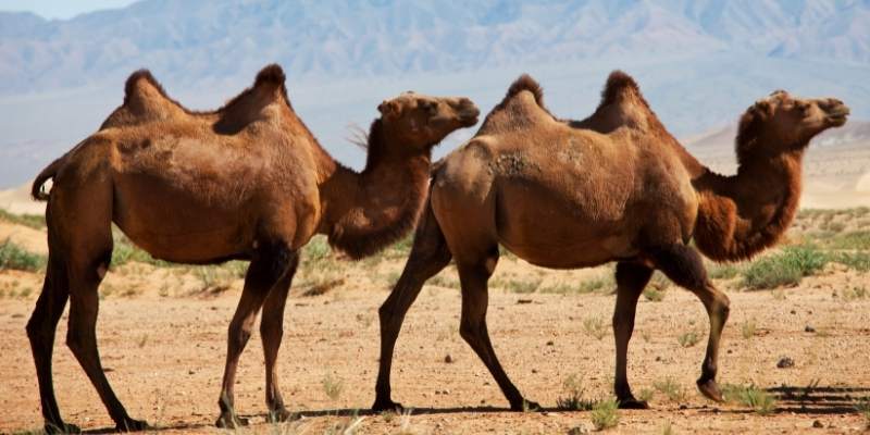 Types of Camels