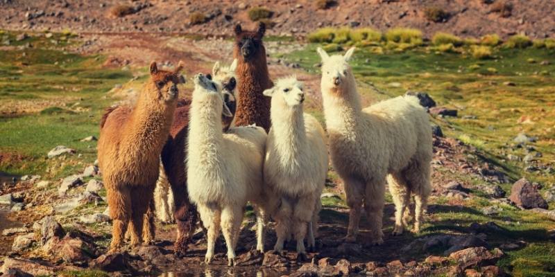 Types of Llamas