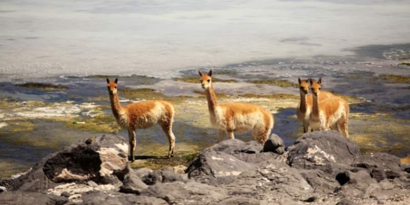 Vicuna-Llama