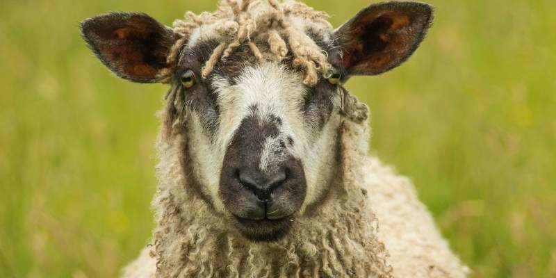 Wensleydale-sheep