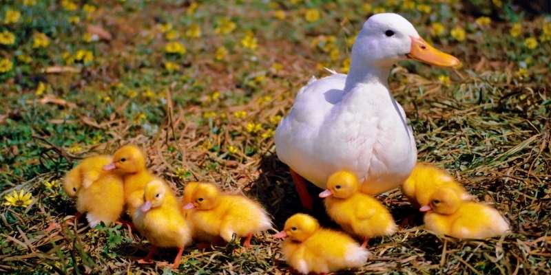 When Can Ducks Go Outside