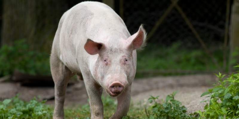 White Pig Breeds