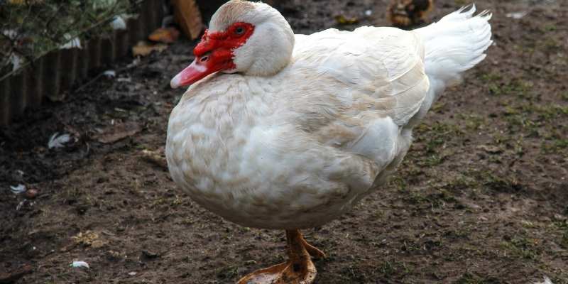 Why Do Ducks Stand On One Leg