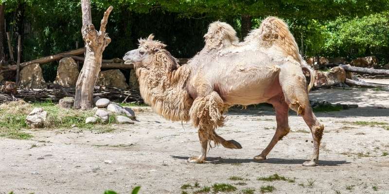 Wild-Bactrian-Camel