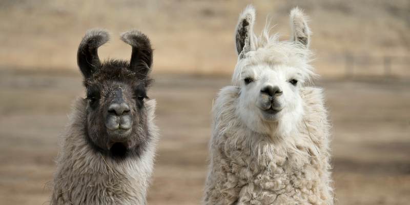 Wooly-Llamas