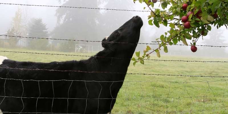 Can Cows Eat Apples? Nutrition And Best Ways to Feed apples-for-cows