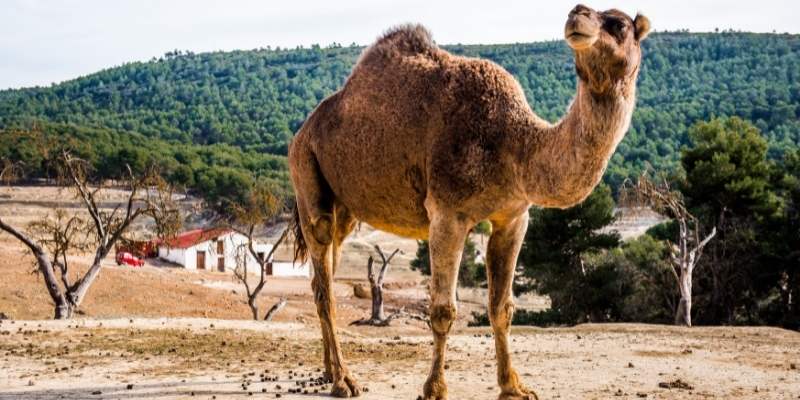 camel-meat