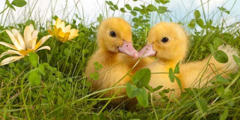 can-Ducklings-Go-Outside