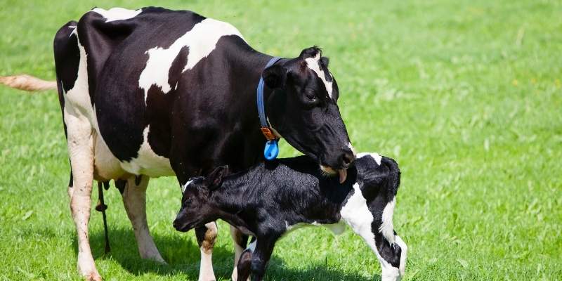 cow