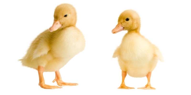 ducklings