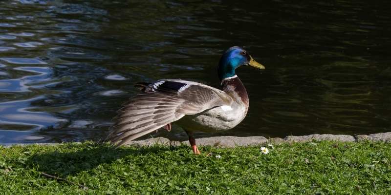 ducks