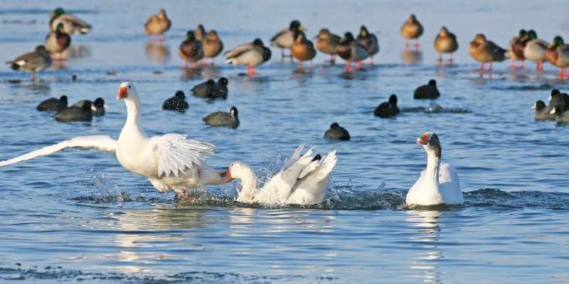 ducks-and-geese