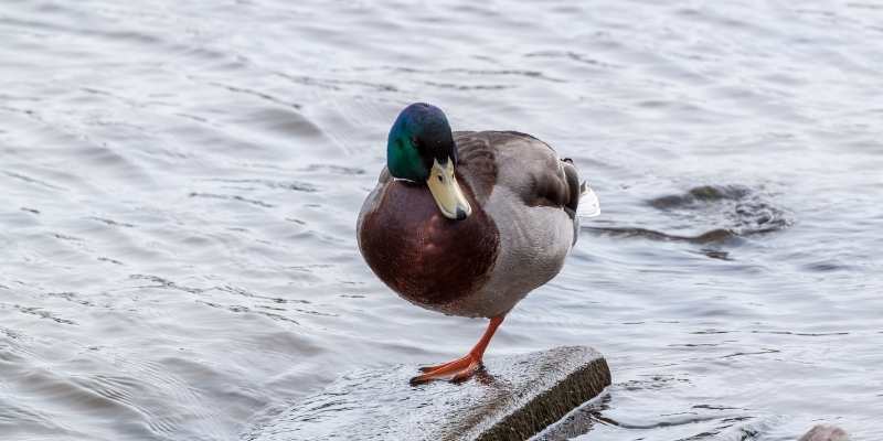 ducks-on-one-leg