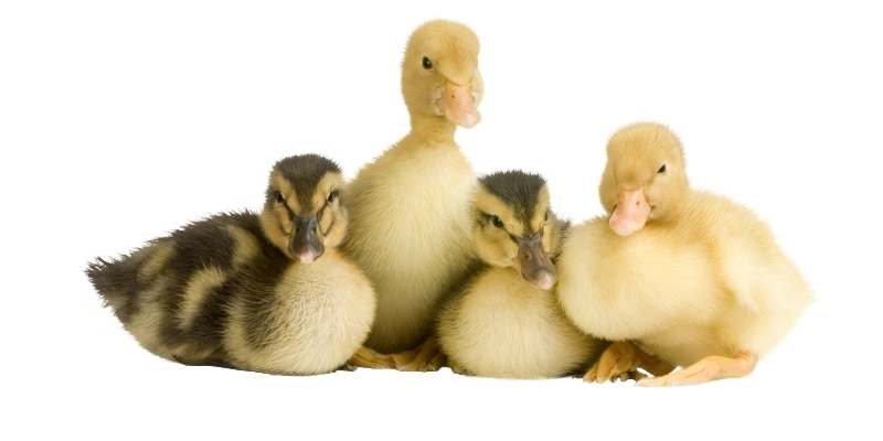 ducks