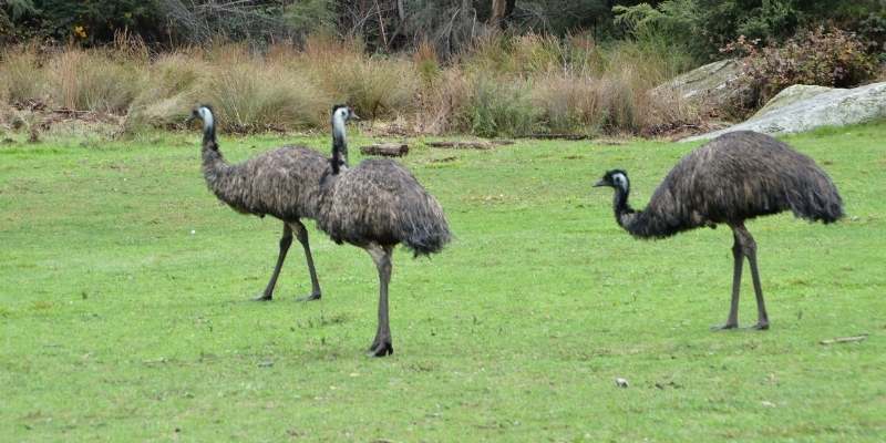 emus-flying