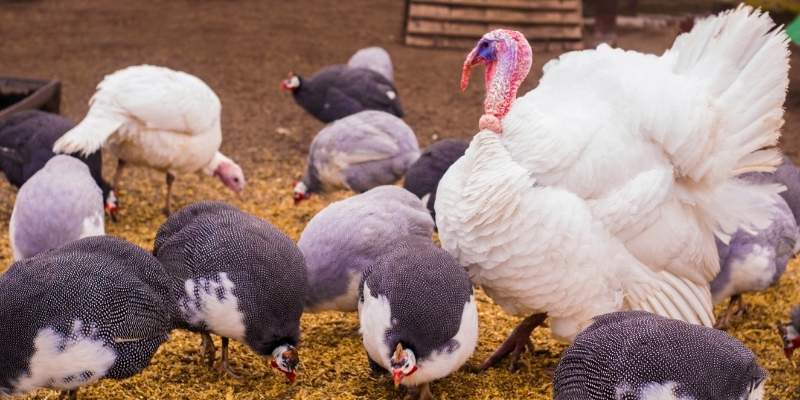 female-names-for-turkey