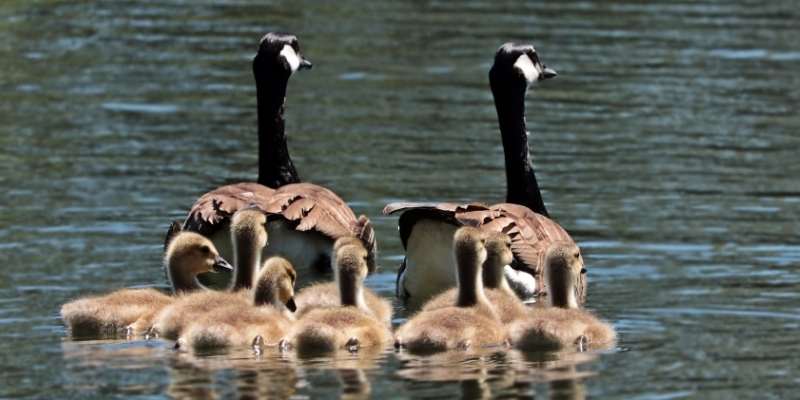 goose-price