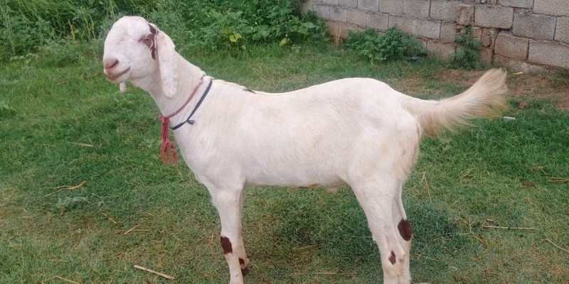 gulabi goat