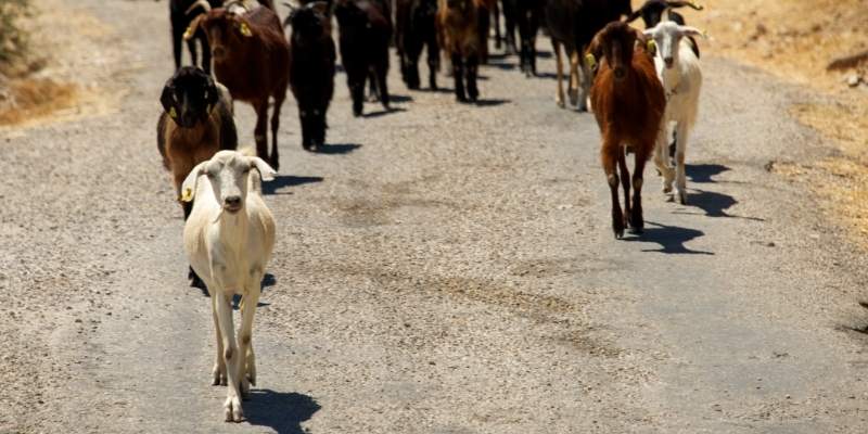nachi goat