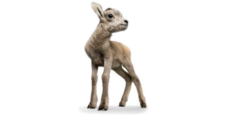 nachi-goat-breed