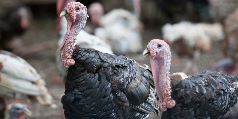 pet turkey names