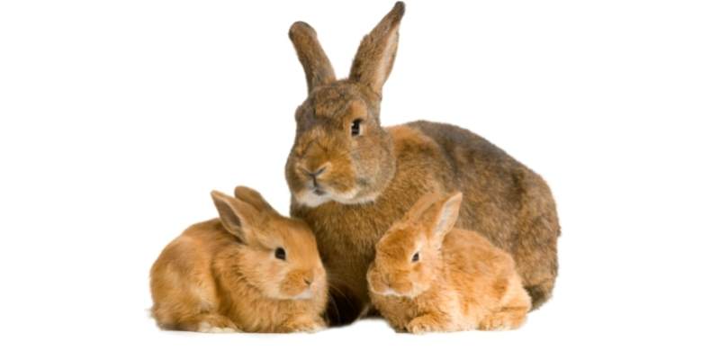Can Rabbits Eat Rosemary? Risks and Benefits rabbits