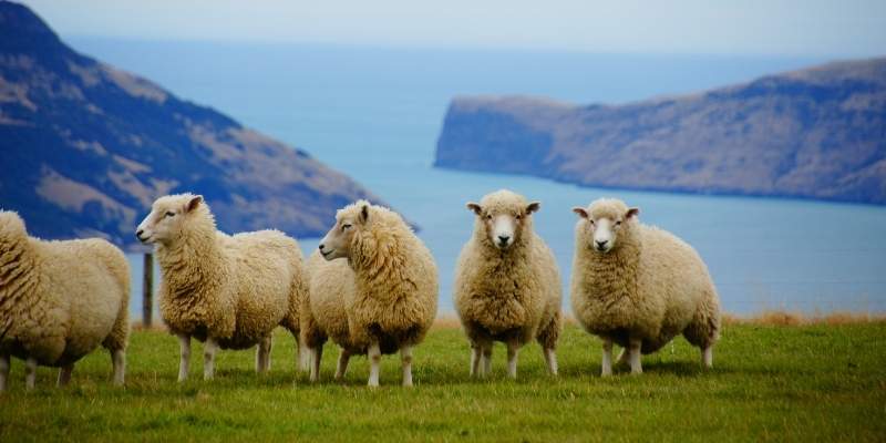 rare sheep breeds