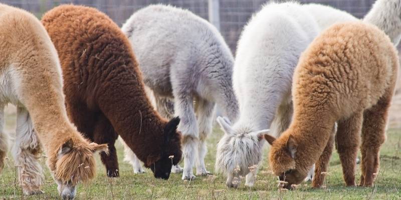 Alpaca Farming