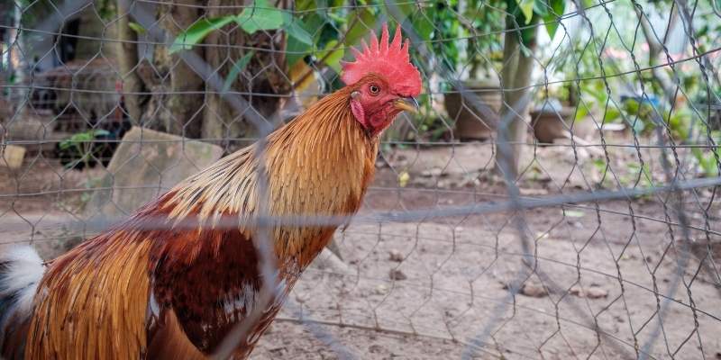 American-Game-Chicken