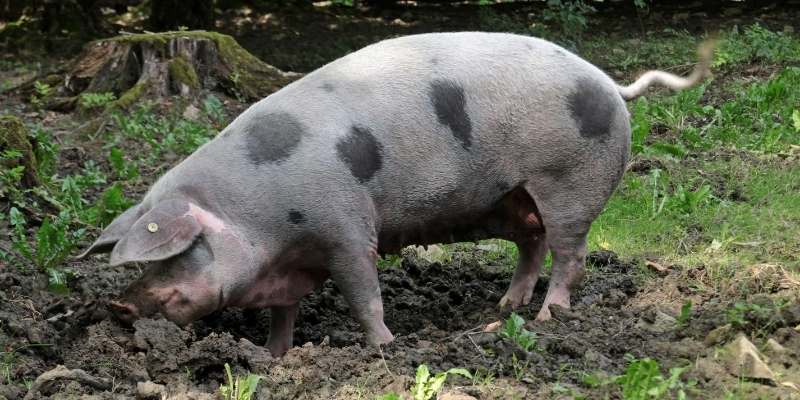 Bentheim-Black-Pied