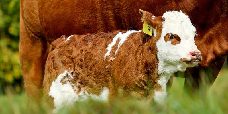 Best Ear Tags For Cattle