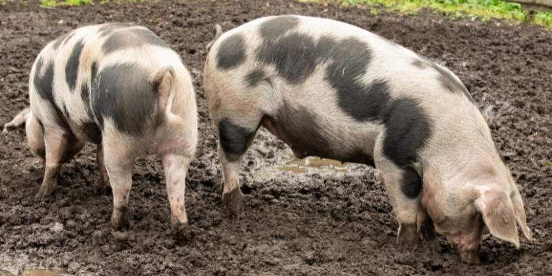 Black And White Pig Breeds