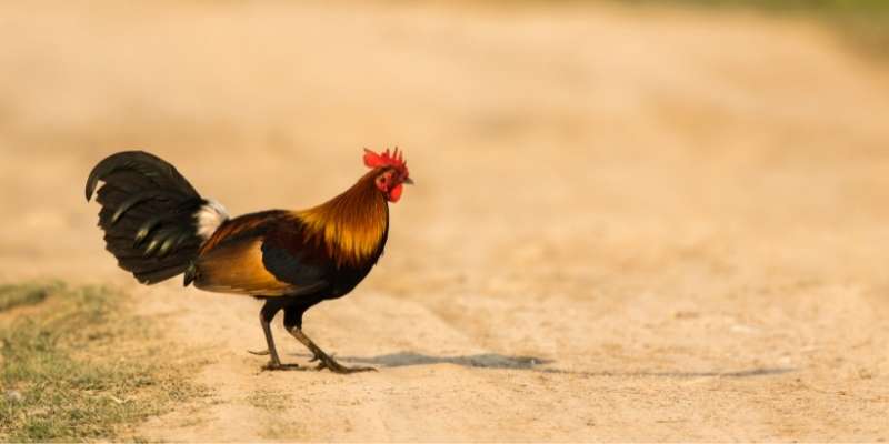 Brown-Red-Game-Fowl