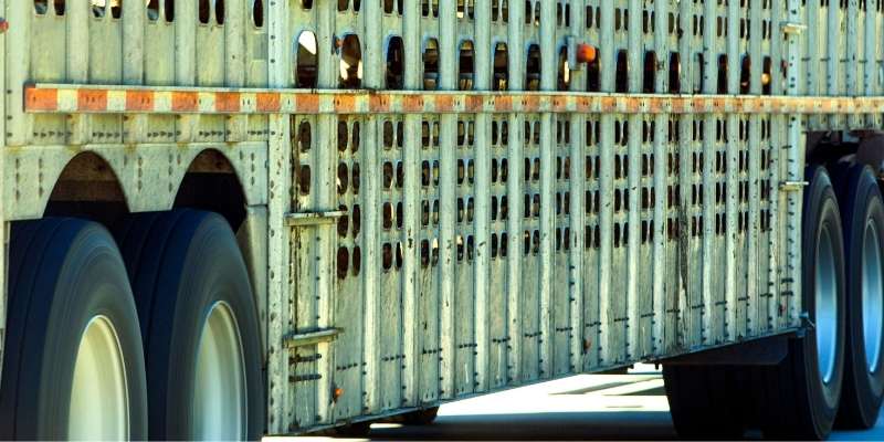 Bumper-Pull-Livestock-Trailer-review