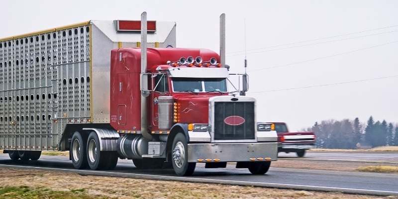 Bumper Pull Livestock Trailer