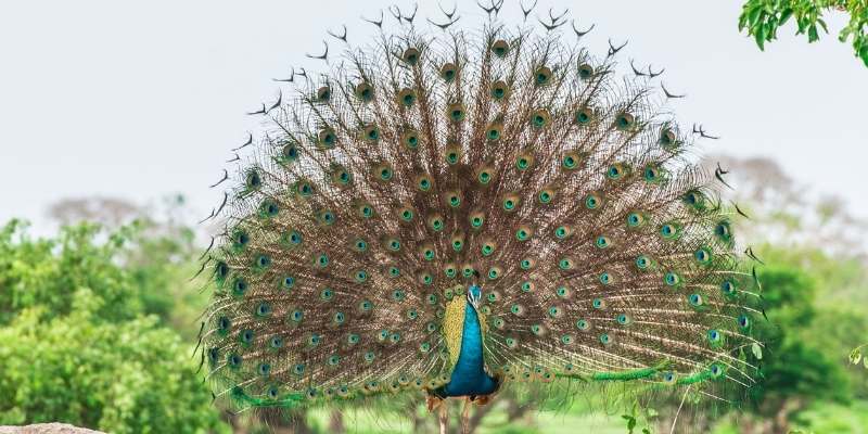 Cameo Peacock