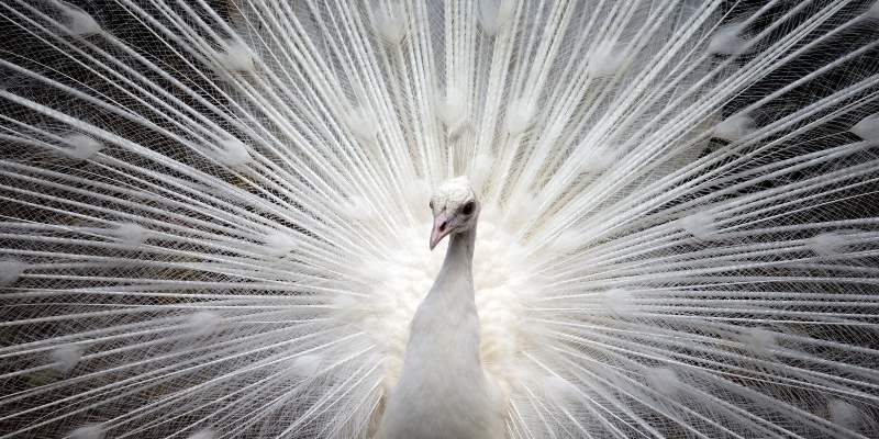 Cameo-Peafowl