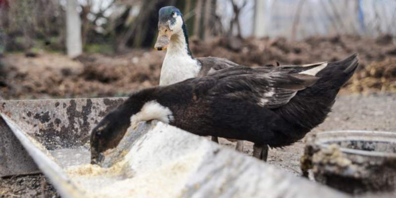 Can Ducks Eat Raisins