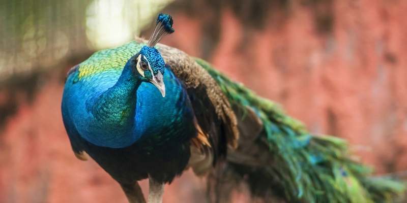 Can You Eat Peacocks