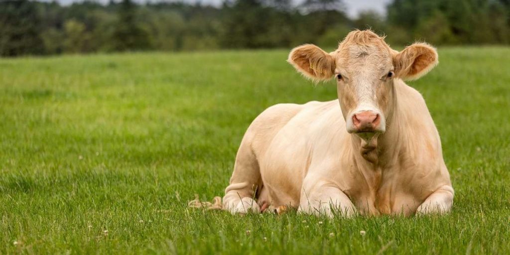 Cow Names